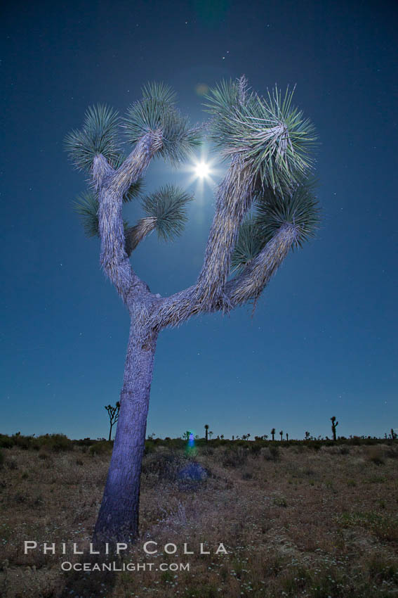 Joshua tree, moonlit night.  The Joshua Tree is a species of yucca common in the lower Colorado desert and upper Mojave desert ecosystems. Joshua Tree National Park, California, USA, Yucca brevifolia, natural history stock photograph, photo id 26783