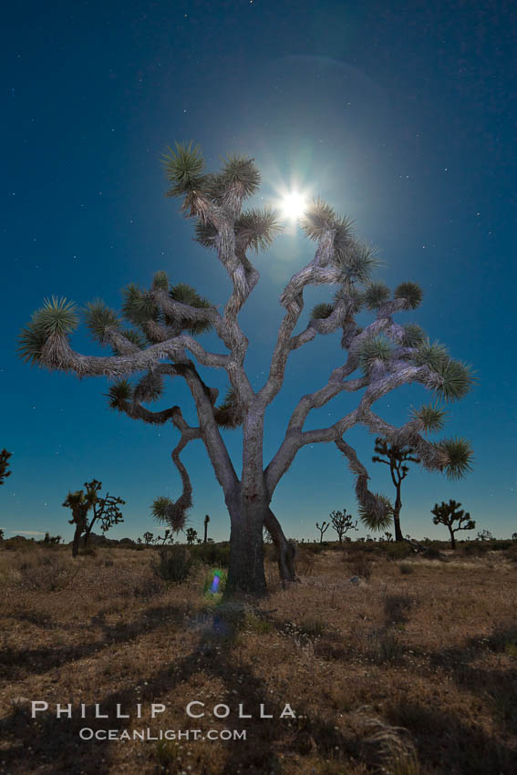 Joshua tree, moonlit night.  The Joshua Tree is a species of yucca common in the lower Colorado desert and upper Mojave desert ecosystems. Joshua Tree National Park, California, USA, Yucca brevifolia, natural history stock photograph, photo id 26721