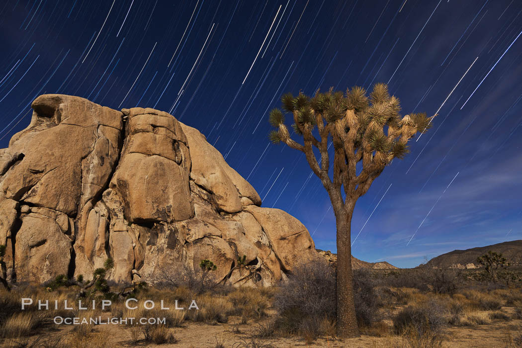 Joshua trees and star trails, moonlit night. The Joshua Tree is a species of yucca common in the lower Colorado desert and upper Mojave desert ecosystems. Joshua Tree National Park, California, USA, Yucca brevifolia, natural history stock photograph, photo id 27710
