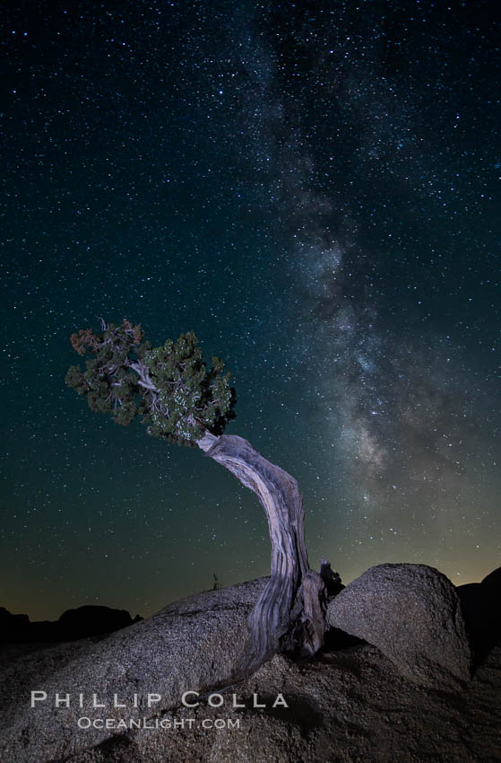 Juniper and Standing Rock with Milky. Joshua Tree National Park, California, USA, natural history stock photograph, photo id 27804