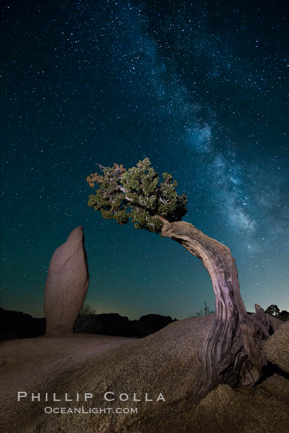 Juniper and Standing Rock with Milky. Joshua Tree National Park, California, USA, natural history stock photograph, photo id 27803