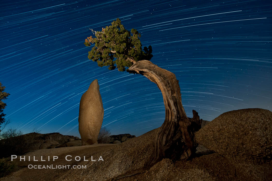 Juniper and star trails, Joshua Tree National Park, California