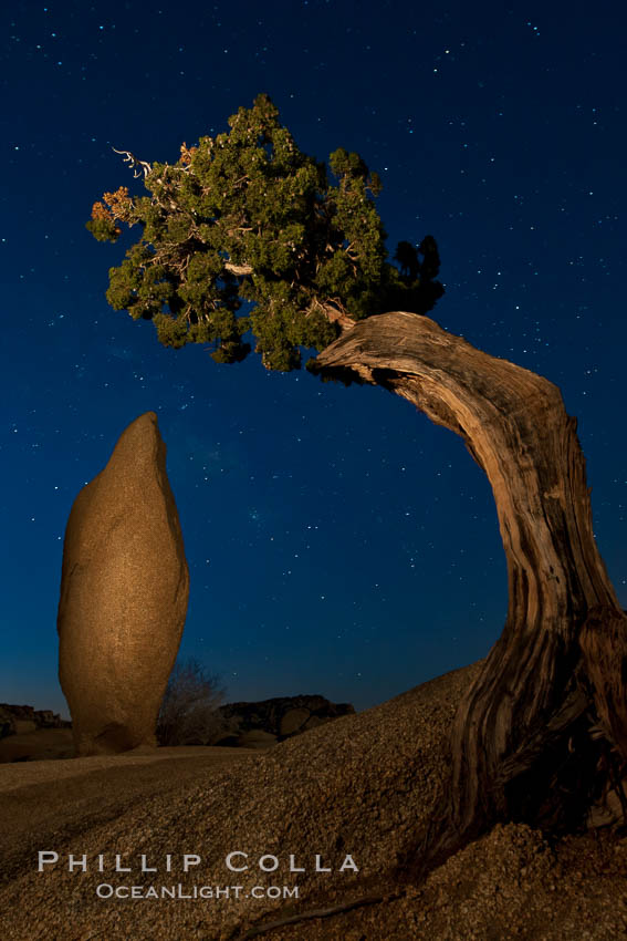 Juniper and stars. Joshua Tree National Park, California, USA, natural history stock photograph, photo id 27722