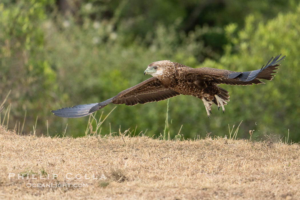 Bataleur Eagle in flight, Terathopius ecaudatus, Mara North Conservancy., Terathopius ecaudatus, natural history stock photograph, photo id 39716