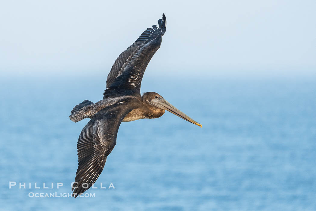 Juvenile Brown pelican in flight. Brown pelicans were formerly an endangered species. In 1972, the United States Environmental Protection Agency banned the use of DDT in part to protect bird species like the brown pelican . Since that time, populations of pelicans have recovered and expanded. The recovery has been so successful that brown pelicans were taken off the endangered species list in 2009. La Jolla, California, USA, Pelecanus occidentalis, Pelecanus occidentalis californicus, natural history stock photograph, photo id 40016