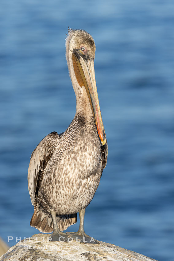 Juvenile brown pelican, likely second or third winter plumage. La Jolla, California, USA, Pelecanus occidentalis, Pelecanus occidentalis californicus, natural history stock photograph, photo id 38689
