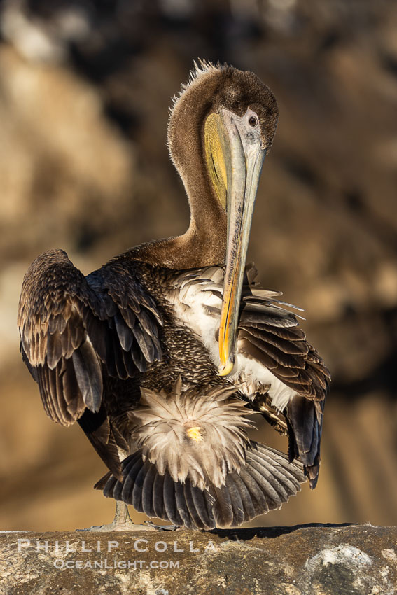 A juvenile brown pelican preening, reaching with its beak to the uropygial gland (preen gland) near the base of its tail. Preen oil from the uropygial gland is spread by the pelican's beak and back of its head to all other feathers on the pelican, helping to keep them water resistant and dry. Adult winter non-breeding plumage. La Jolla, California, USA, Pelecanus occidentalis, Pelecanus occidentalis californicus, natural history stock photograph, photo id 38967