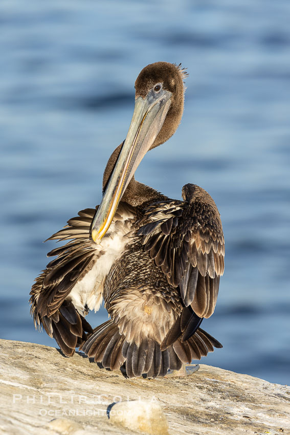 A juvenile brown pelican preening, reaching with its beak to the uropygial gland (preen gland) near the base of its tail. Preen oil from the uropygial gland is spread by the pelican's beak and back of its head to all other feathers on the pelican, helping to keep them water resistant and dry. Adult winter non-breeding plumage. Pelican yoga. La Jolla, California, USA, Pelecanus occidentalis, Pelecanus occidentalis californicus, natural history stock photograph, photo id 38693