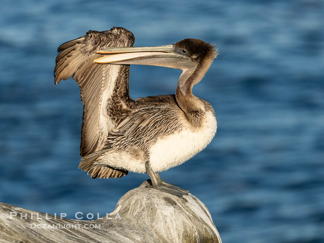 Juvenile California brown pelican preening with raised wing., Pelecanus occidentalis californicus, Pelecanus occidentalis, natural history stock photograph, photo id 40125