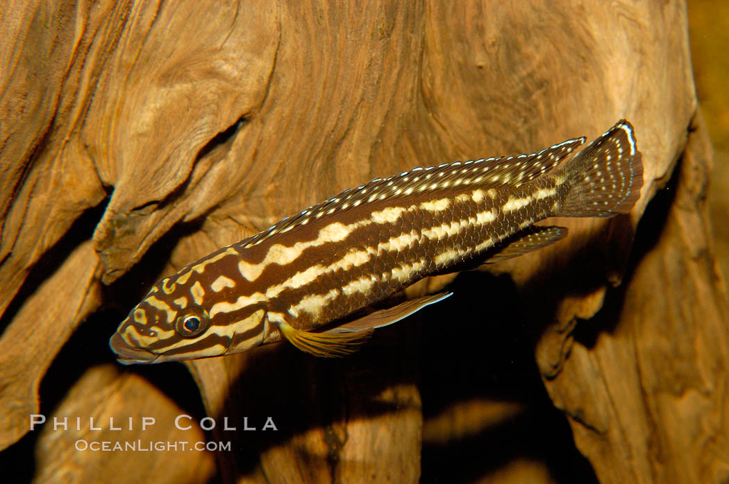 Unidentified freshwater fish., natural history stock photograph, photo id 09472