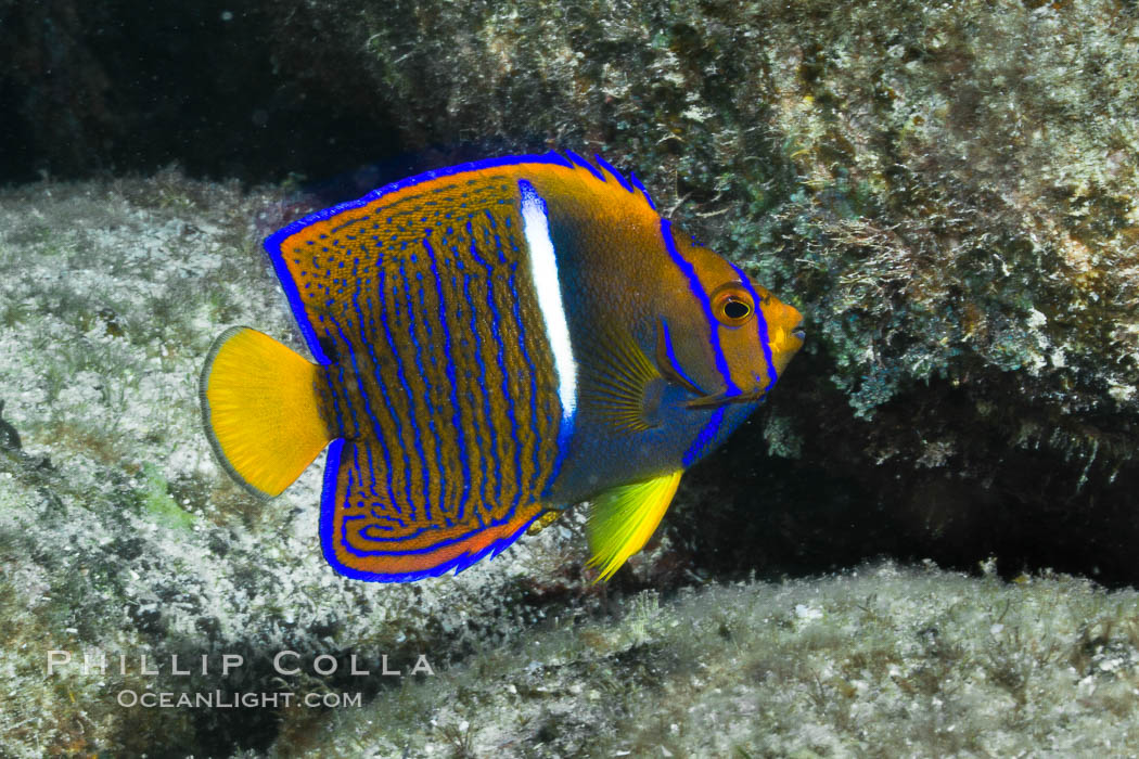 Juvenile King angelfish in the Sea of Cortez, Mexico. Baja California, Holacanthus passer, natural history stock photograph, photo id 27473
