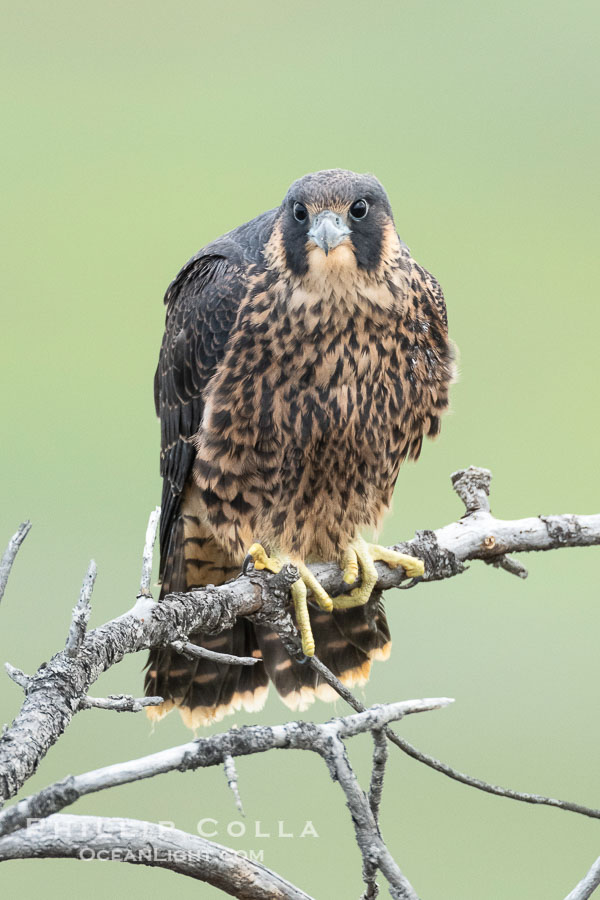 Juvenile Peregrin Falcon perched on a tree branch., Falco peregrinus, natural history stock photograph, photo id 40989