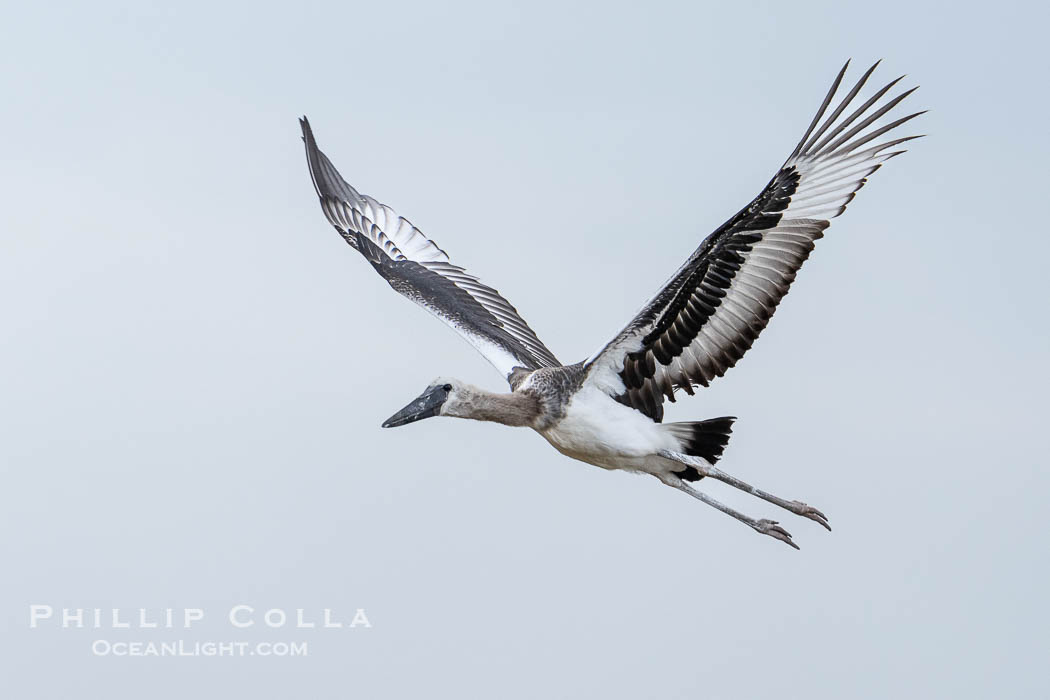 Juvenile Saddle-Billed Stork in Flight, Ephippiorhynchus senegalensis, Masai Mara, Kenya., Ephippiorhynchus senegalensis, natural history stock photograph, photo id 39639