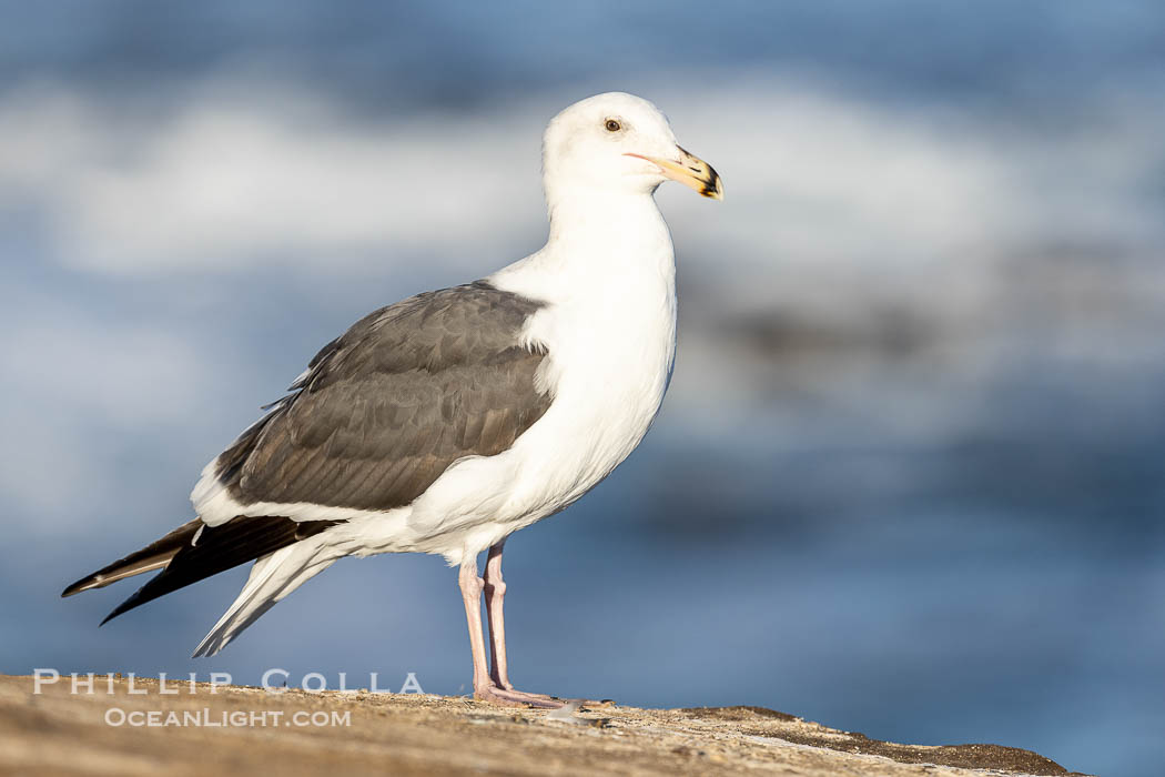 Juvenile western gull portrait against ocean backdrop, suspected second or third winter plumage. La Jolla, California, USA, Larus occidentalis, natural history stock photograph, photo id 38594