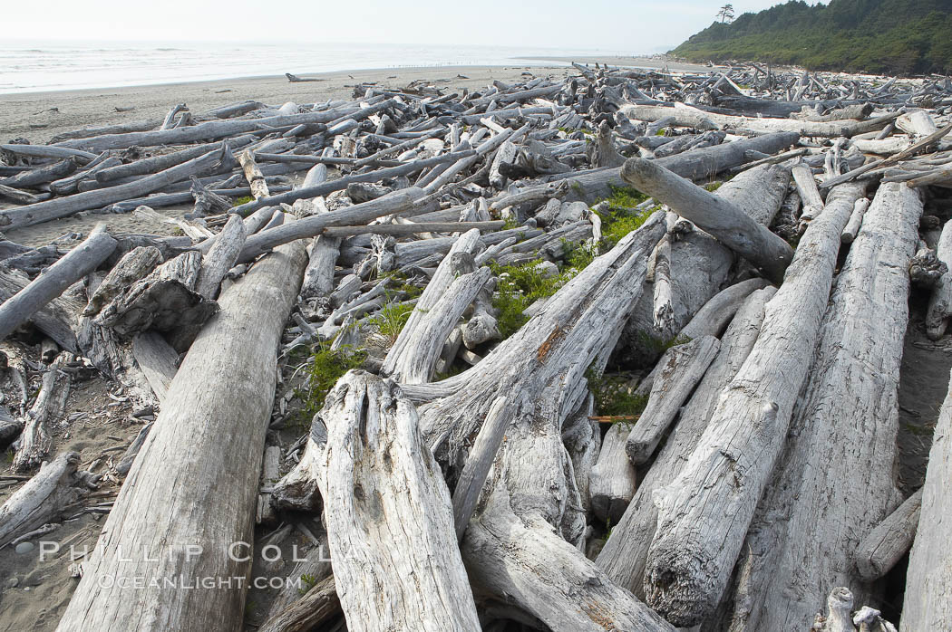 Enormous driftwood logs stack up on the wide flat sand beaches at Kalaloch. Olympic National Park, Washington, USA, natural history stock photograph, photo id 13786