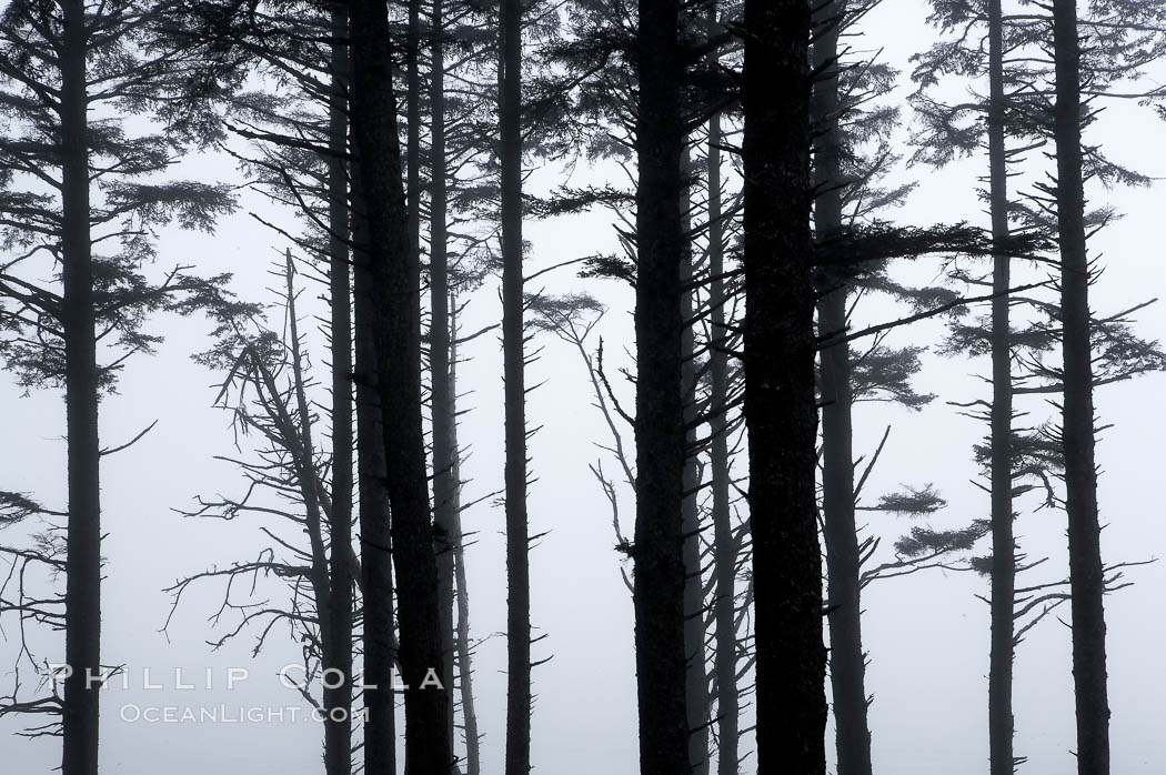 Morning mist shrouds trees. Kalaloch, Olympic National Park, Washington, USA, natural history stock photograph, photo id 13790