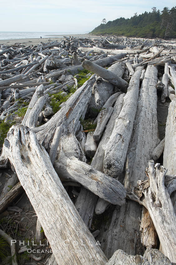 Enormous driftwood logs stack up on the wide flat sand beaches at Kalaloch. Olympic National Park, Washington, USA, natural history stock photograph, photo id 13785