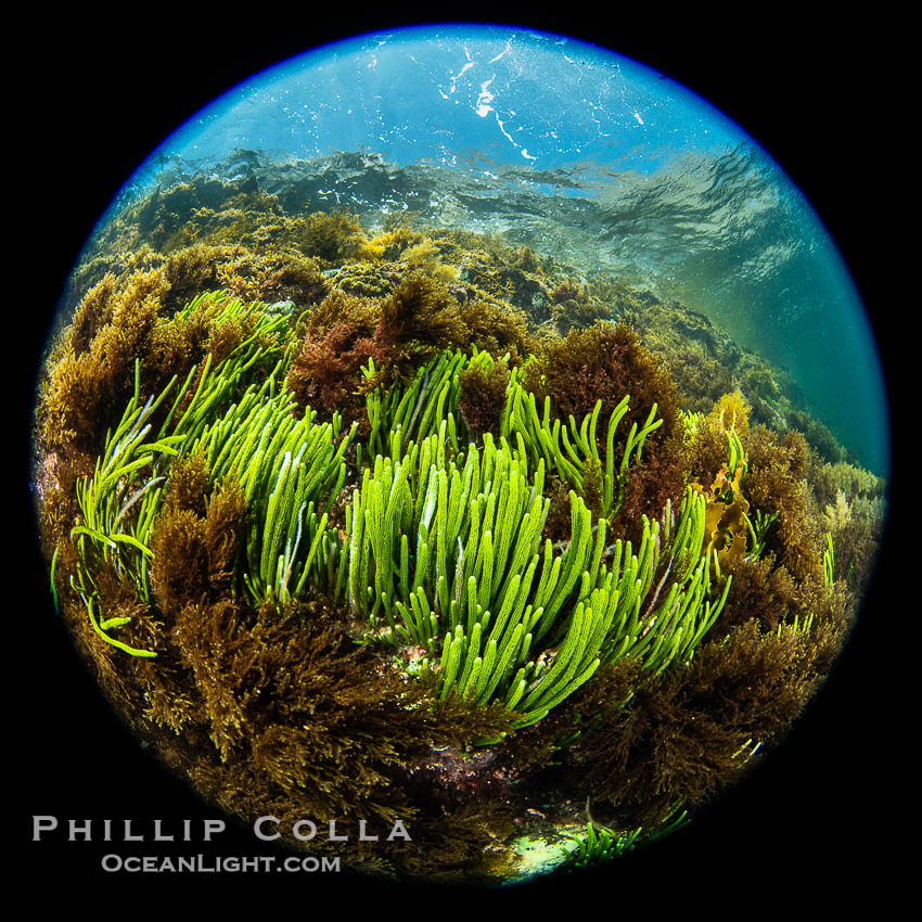 Kelp and Marine Algae Underwater at Kangaroo Island, South Australia., natural history stock photograph, photo id 39299
