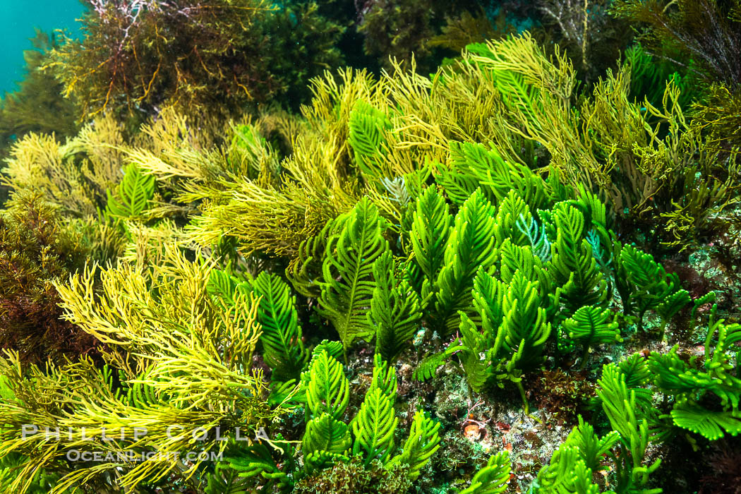 Kelp and Marine Algae Underwater at Kangaroo Island, South Australia., natural history stock photograph, photo id 39269