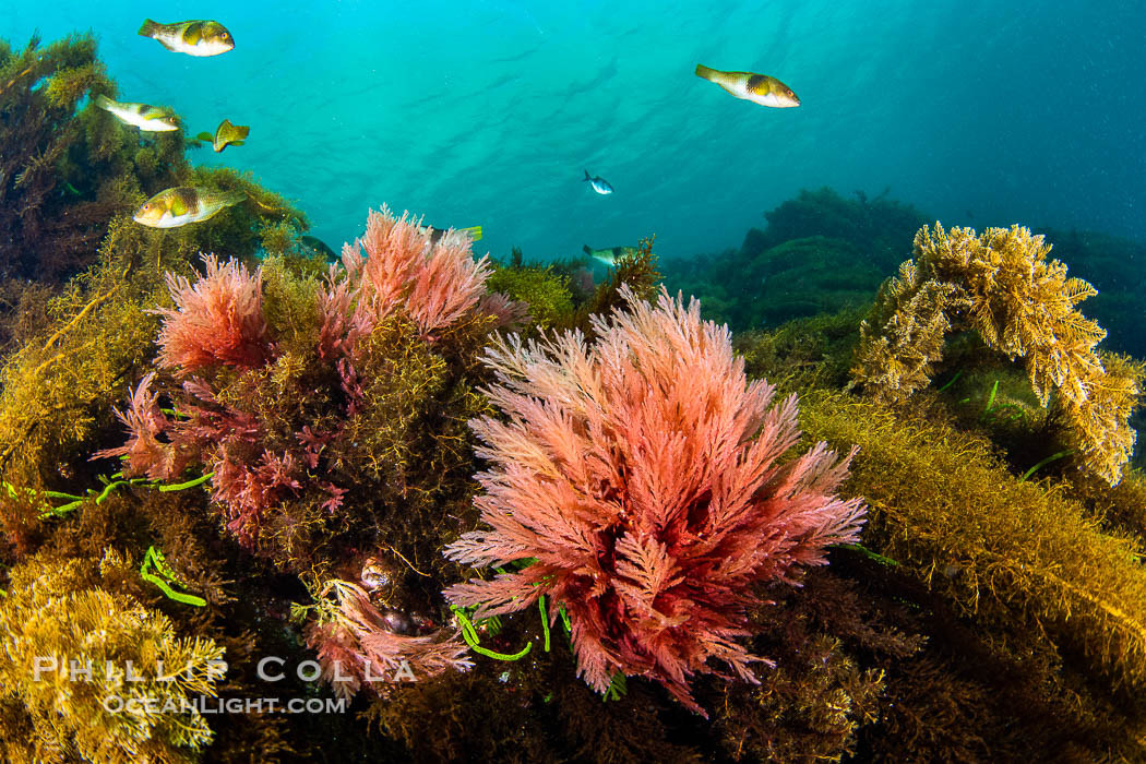 Kelp and Marine Algae Underwater at Kangaroo Island, South Australia., natural history stock photograph, photo id 39289