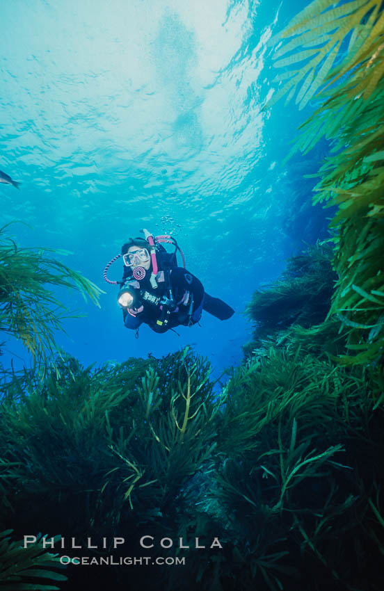 Kelp and Wall at Isla Afuera, Guadalupe Island, Mexico. Guadalupe Island (Isla Guadalupe), Baja California, natural history stock photograph, photo id 36176