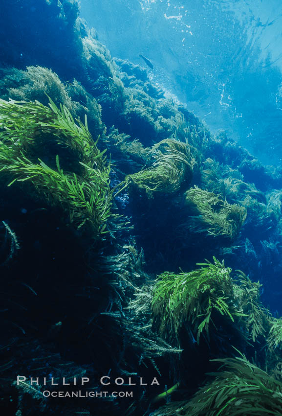 Kelp and Wall at Isla Afuera, Guadalupe Island, Mexico. Guadalupe Island (Isla Guadalupe), Baja California, natural history stock photograph, photo id 36167