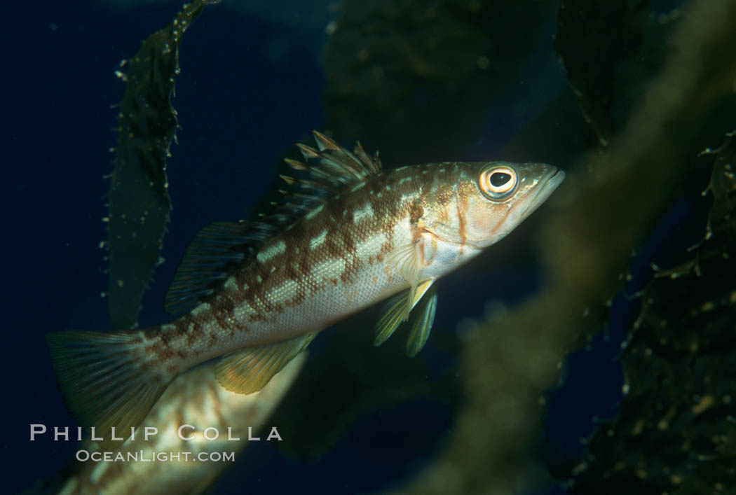 Juvenile kelp bass (calico bass) hiding amidst kelp fronds. San Clemente Island, California, USA, Paralabrax clathratus, natural history stock photograph, photo id 00369