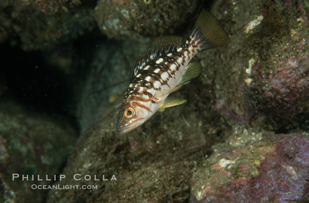Kelp bass (calico bass). San Clemente Island, California, USA, Paralabrax clathratus, natural history stock photograph, photo id 07069