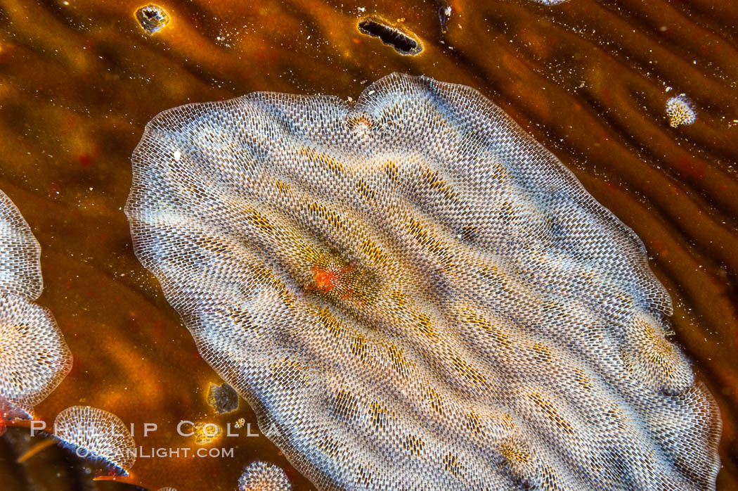 Encrusting bryozoans colonize a giant kelp blade.  Approximately 2 inches (5cm) across. San Nicholas Island, California, USA, Macrocystis pyrifera, Membranipora, natural history stock photograph, photo id 10206