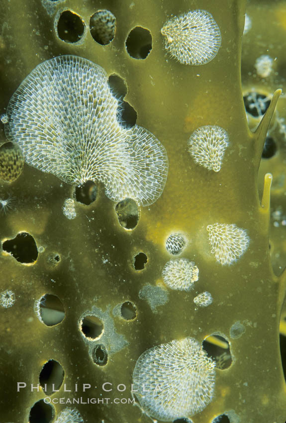 Kelp encrusting bryozoan growing on kelp. California, USA, Macrocystis pyrifera, Membranipora, natural history stock photograph, photo id 03108
