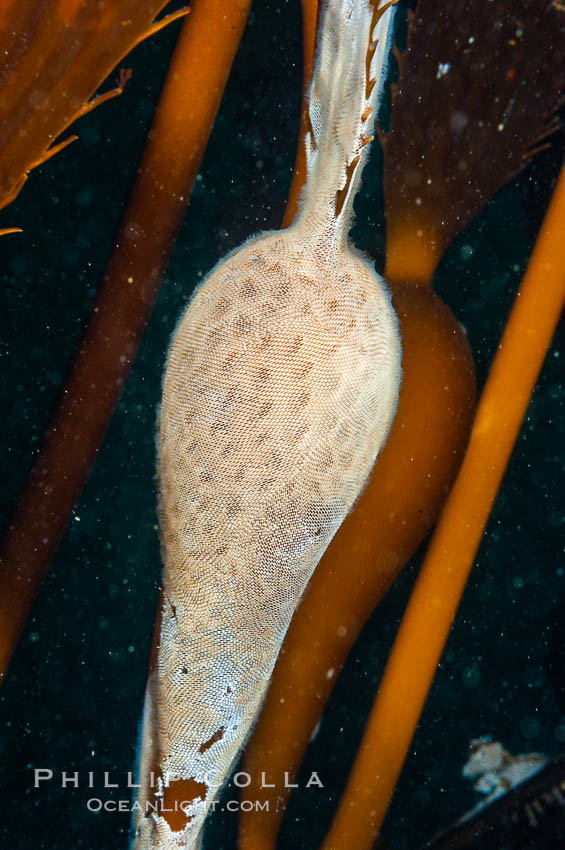 Encrusting bryozoans colonize a giant kelp pneumatocyst (bubble).  Approximately 3 inches (8cm). San Nicholas Island, California, USA, Macrocystis pyrifera, Membranipora, natural history stock photograph, photo id 10208