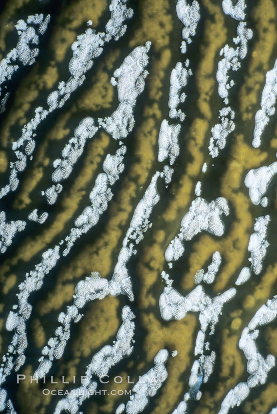 Kelp encrusting bryozoan growing on giant kelp. California, USA, Macrocystis pyrifera, Membranipora, natural history stock photograph, photo id 03283