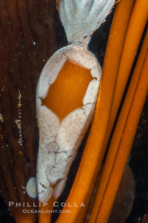 Encrusting bryozoans colonize a giant kelp pneumatocyst (bubble).  Approximately 3 inches (8cm). San Nicholas Island, California, USA, Macrocystis pyrifera, Membranipora, natural history stock photograph, photo id 10211