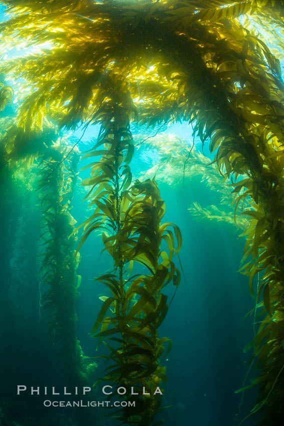 A kelp forest, with sunbeams passing through kelp fronds. Giant kelp, the fastest growing plant on Earth, reaches from the rocky bottom to the ocean's surface like a submarine forest. Catalina Island, California, USA, natural history stock photograph, photo id 34182