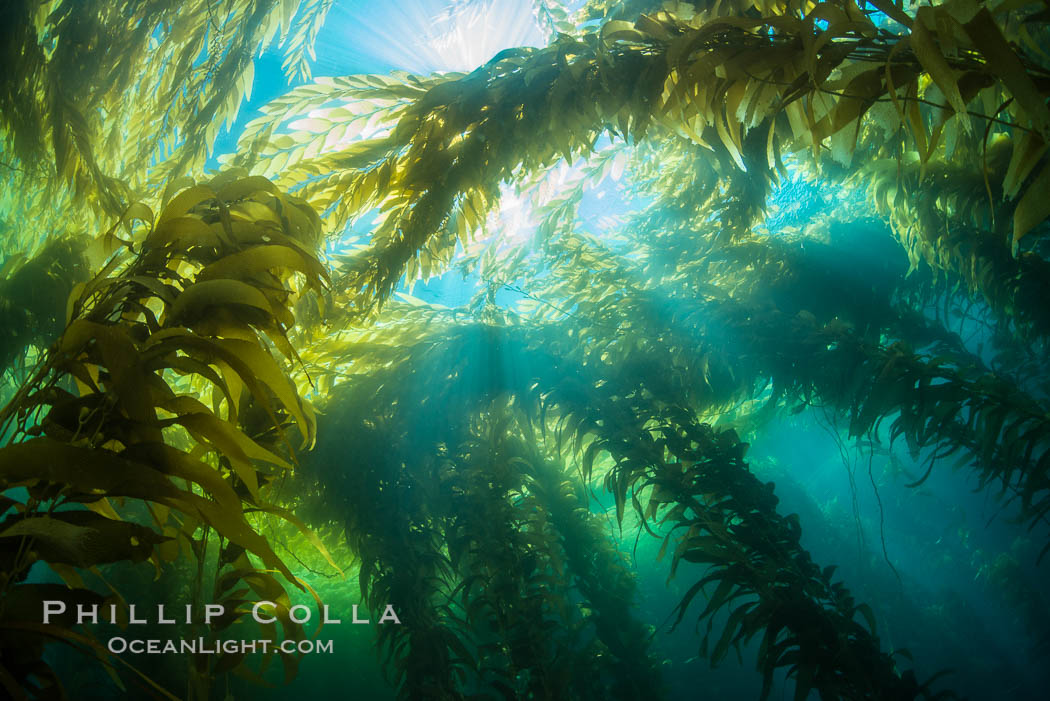 A kelp forest, with sunbeams passing through kelp fronds. Giant kelp, the fastest growing plant on Earth, reaches from the rocky bottom to the ocean's surface like a submarine forest. Catalina Island, California, USA, natural history stock photograph, photo id 34179