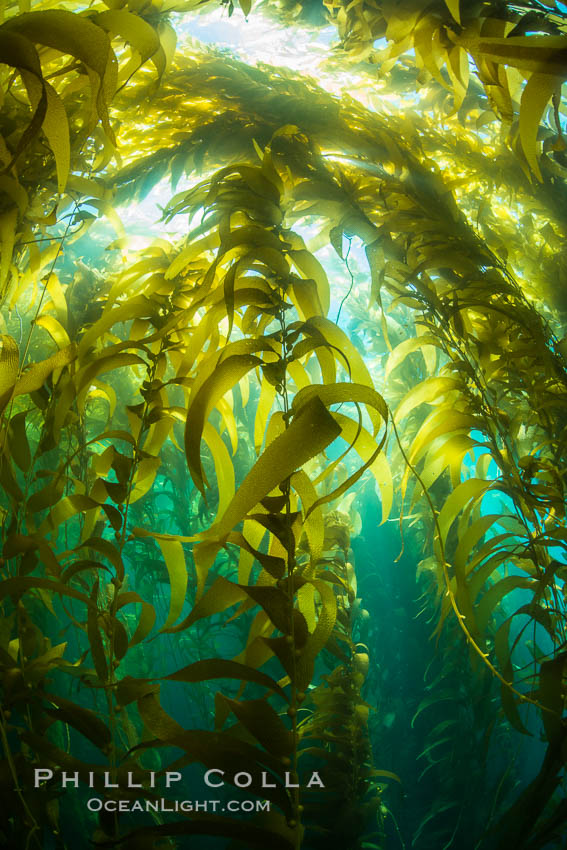 A kelp forest, with sunbeams passing through kelp fronds. Giant kelp, the fastest growing plant on Earth, reaches from the rocky bottom to the ocean's surface like a submarine forest. Catalina Island, California, USA, natural history stock photograph, photo id 34181