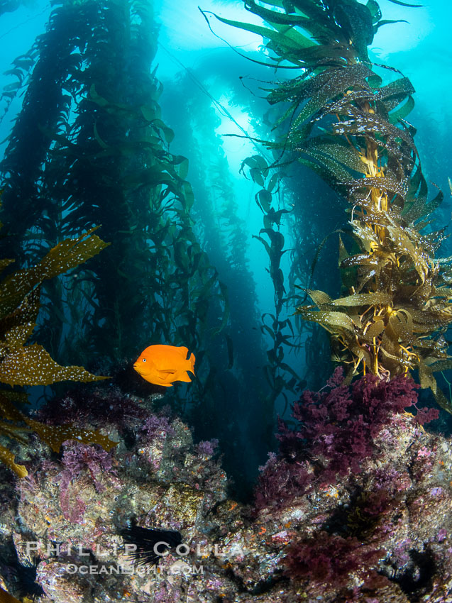 The Kelp Forest and Rocky Reef of San Clemente Island. Giant kelp grows rapidly, up to 2' per day, from the rocky reef on the ocean bottom to which it is anchored, toward the ocean surface where it spreads to form a thick canopy. Myriad species of fishes, mammals and invertebrates form a rich community in the kelp forest. Lush forests of kelp are found throughout California's Southern Channel Islands. USA, Macrocystis pyrifera, Hypsypops rubicundus, natural history stock photograph, photo id 38513