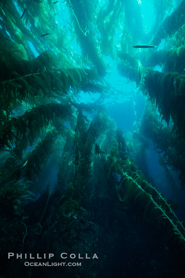 Kelp forest., Macrocystis pyrifera, natural history stock photograph, photo id 06094
