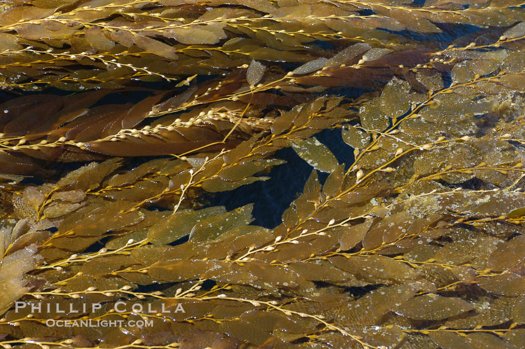 Kelp fronds grow upward from the reef below to reach the ocean surface and spread out to form a living canopy., Macrocystis pyrifera, natural history stock photograph, photo id 07486