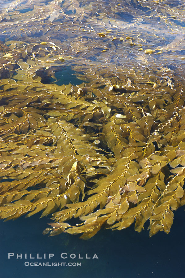 Kelp fronds grow upward from the reef below to reach the ocean surface and spread out to form a living canopy., Macrocystis pyrifera, natural history stock photograph, photo id 07494