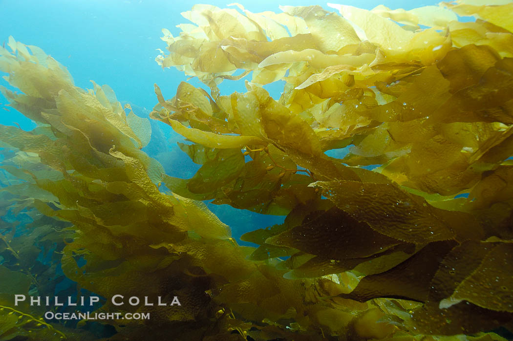 Kelp fronds., Macrocystis pyrifera, natural history stock photograph, photo id 10234