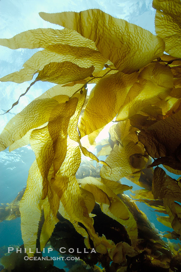Kelp fronds., Macrocystis pyrifera, natural history stock photograph, photo id 10246
