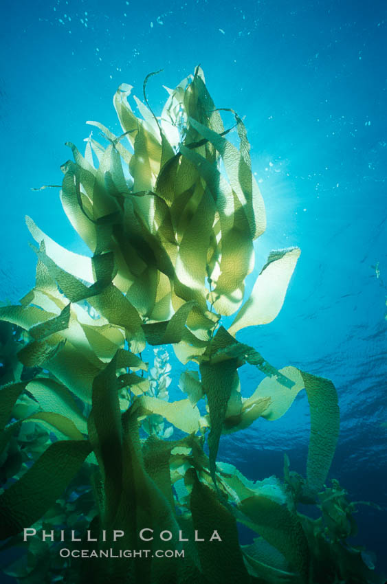 Kelp forest, fronds backlit by sun. San Clemente Island, California, USA, Macrocystis pyrifera, natural history stock photograph, photo id 04692