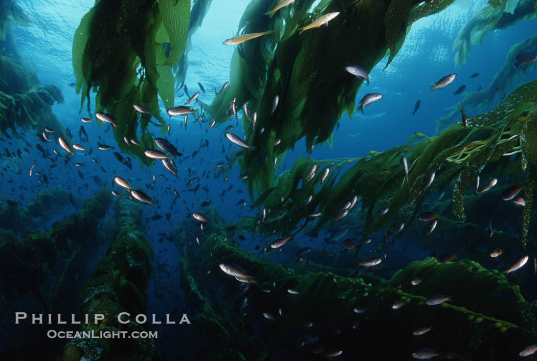 Fish schooling amid kelp forest., Macrocystis pyrifera, natural history stock photograph, photo id 05124