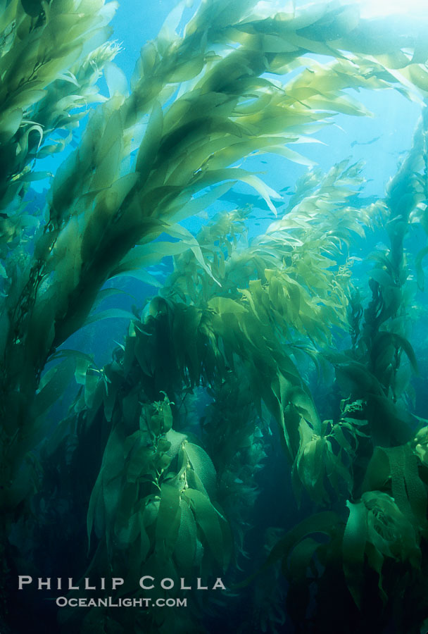 Kelp forest., Macrocystis pyrifera, natural history stock photograph, photo id 06096