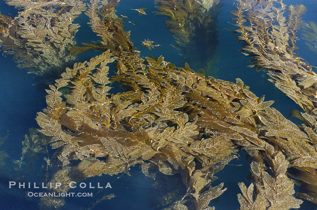 Kelp fronds grow upward from the reef below to reach the ocean surface and spread out to form a living canopy., Macrocystis pyrifera, natural history stock photograph, photo id 07484