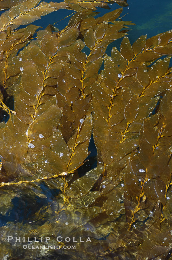 Kelp fronds grow upward from the reef below to reach the ocean surface and spread out to form a living canopy., Macrocystis pyrifera, natural history stock photograph, photo id 07488