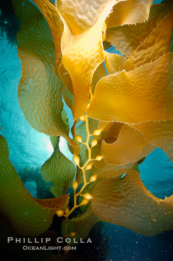 Kelp fronds., Macrocystis pyrifera, natural history stock photograph, photo id 10232