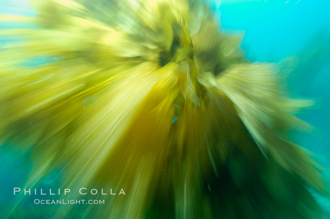 Kelp fronds appeared blurred in this time exposure as they are tossed back and forth by ocean waves and current.  San Clemente Island. California, USA, Macrocystis pyrifera, natural history stock photograph, photo id 10244