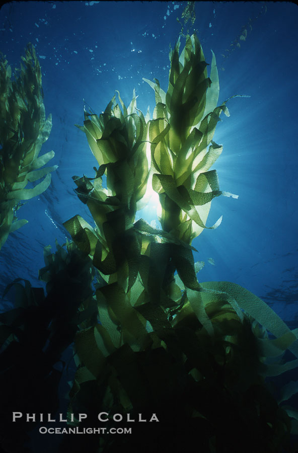 Kelp forest, fronds backlit by sun., Macrocystis pyrifera, natural history stock photograph, photo id 04687